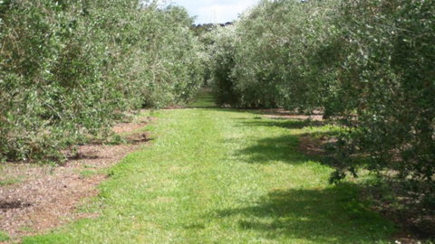 Silver Hill Olive Estate - Tourism Bookings NZ 1