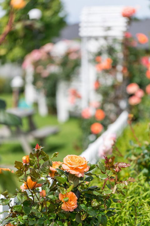 Amber Kiwi Holiday Park & Motel - Tourism Bookings NZ 5