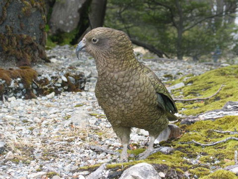 Arthur's Pass Alpine Motel - Tourism Bookings NZ 6