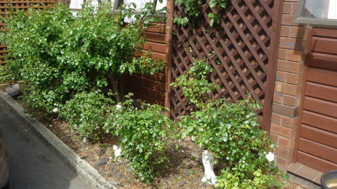 Carisbrook Motel  - Tourism Bookings NZ 6