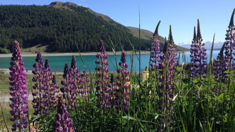 Lakefront Lodge Backpackers - Tourism Bookings NZ 21