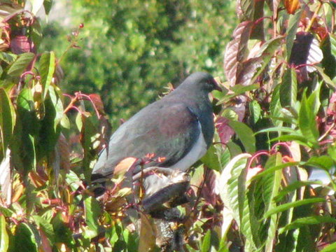 KIWI-RACCO B&B - Tourism Bookings NZ 8