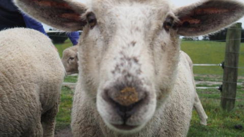 Gumtree Farmstay - Tourism Bookings NZ 3