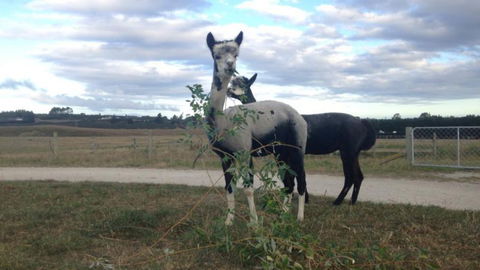 Gumtree Farmstay - Tourism Bookings NZ 10