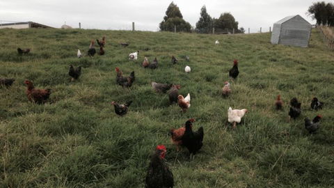 Gumtree Farmstay - Tourism Bookings NZ 12