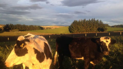 Gumtree Farmstay - Tourism Bookings NZ 18