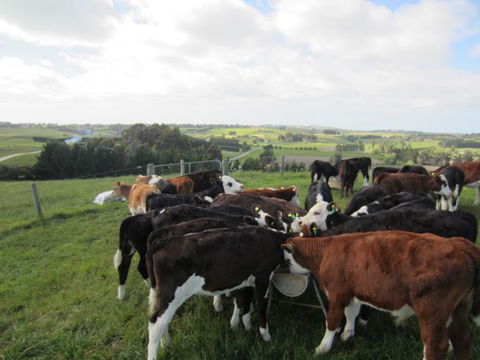 Gumtree Farmstay - Tourism Bookings NZ 21