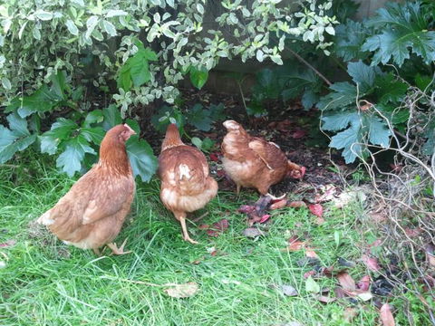 Designer Cottage B&B - Tourism Bookings NZ 8