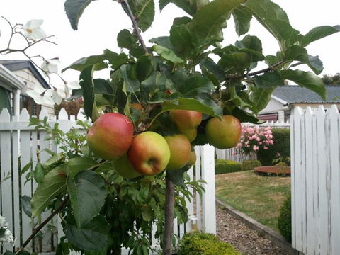 Designer Cottage B&B - Tourism Bookings NZ 19