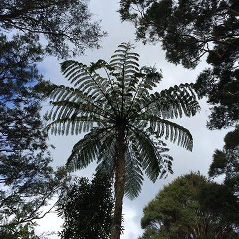 Treetop Apartment - Tourism Bookings NZ 1