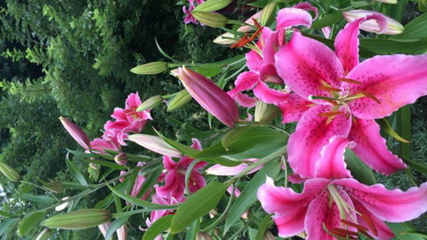 Mangawhare Historic Homestead Bed & Breakfast - Tourism Bookings NZ 5