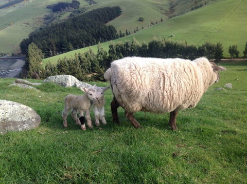 Tayler Point Homestay - Tourism Bookings NZ 8