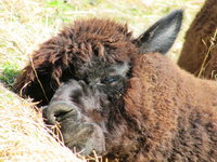 Waiheke Island Guesthouse