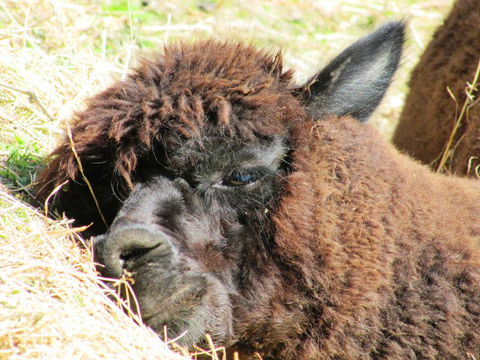 Waiheke Island Guesthouse - Tourism Bookings NZ 0