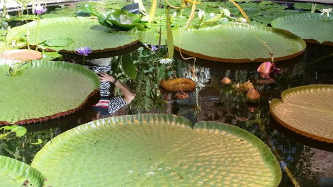 Gay Auckland Bed And Breakfast - Tourism Bookings NZ 3