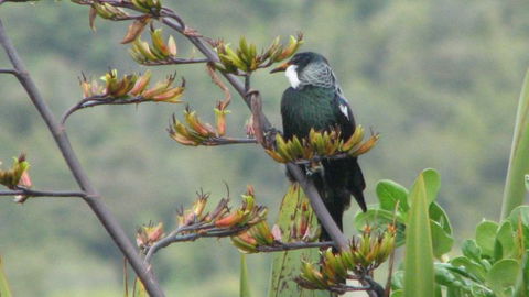 Petite Provence - Tourism Bookings NZ 9