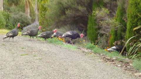 Petite Provence - Tourism Bookings NZ 11