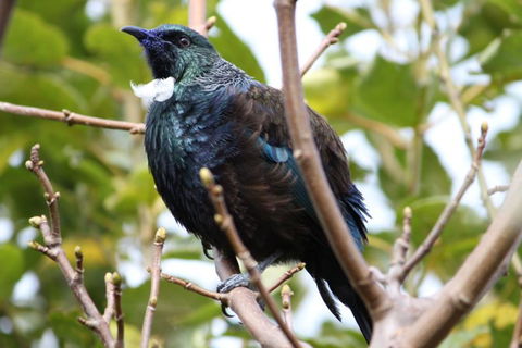 Stewart Island Lodge - Tourism Bookings NZ 5