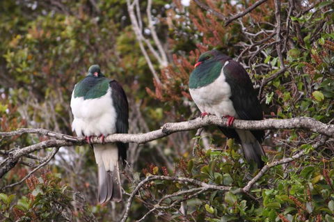 Stewart Island Lodge - Tourism Bookings NZ 6