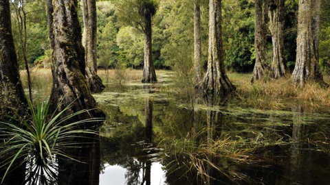 124 On Brunswick Bed And Breakfast - Tourism Bookings NZ 3