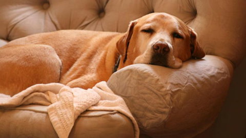 Peace And Plenty Inn - Tourism Bookings NZ 7