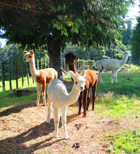 City Lights Boutique Lodge - Tourism Bookings NZ 1