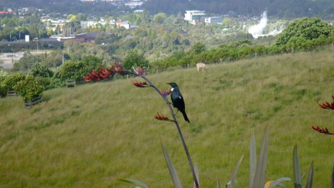 Serendipity Homestay - Tourism Bookings NZ 3