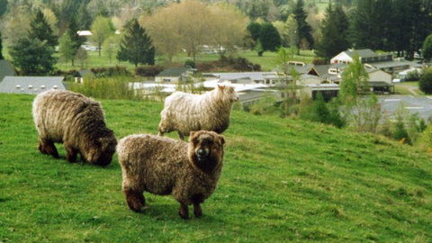 Serendipity Homestay - Tourism Bookings NZ 6