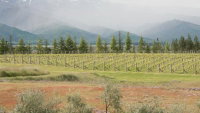 Grey Ridge Vineyard