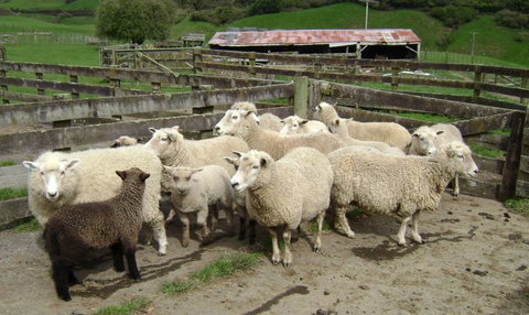 Maungakawa Views New Zealand Farmstays - Tourism Bookings NZ 4