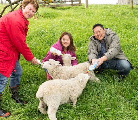 Maungakawa Views New Zealand Farmstays - Tourism Bookings NZ 6