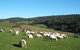 Maungakawa Views New Zealand Farmstays - thumb 11