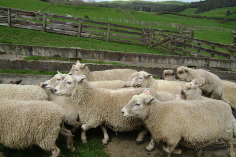 Maungakawa Views New Zealand Farmstays - Tourism Bookings NZ 15