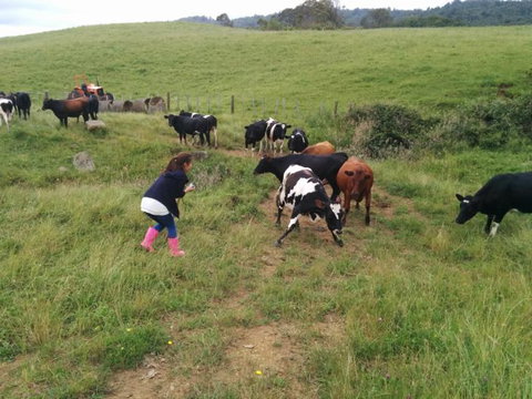 Maungakawa Views New Zealand Farmstays - Tourism Bookings NZ 16