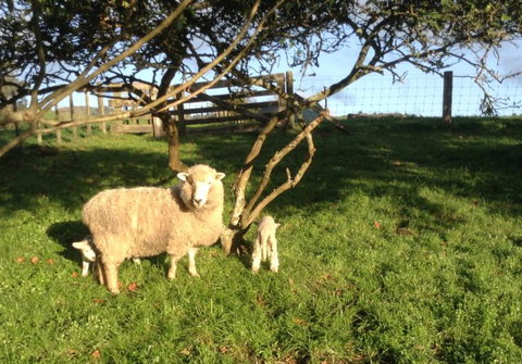 Maungakawa Views New Zealand Farmstays - Tourism Bookings NZ 17