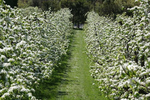 The Pear Orchard Lodge - Tourism Bookings NZ 23