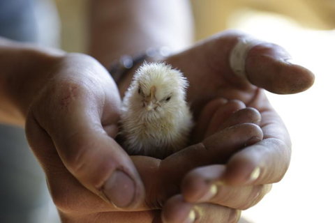 The Pear Orchard Lodge - Tourism Bookings NZ 27