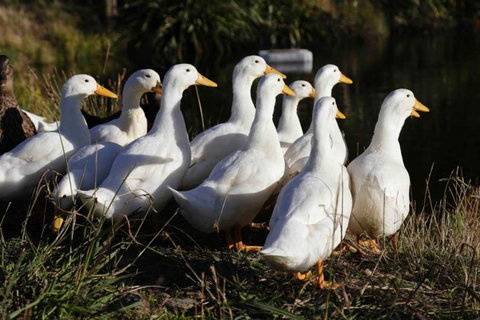 The Pear Orchard Lodge - Tourism Bookings NZ 28