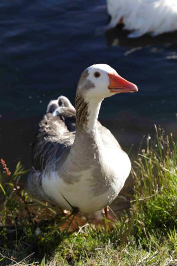 The Pear Orchard Lodge - Tourism Bookings NZ 29