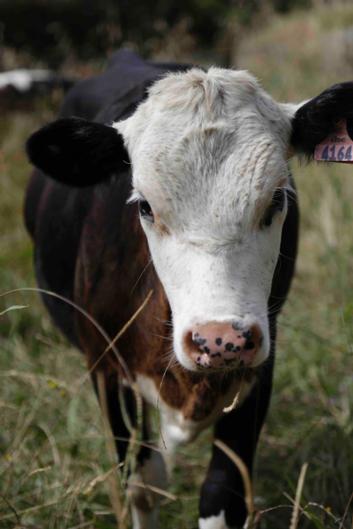 The Pear Orchard Lodge - Tourism Bookings NZ 30