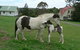 The Carriage House - Bay Of Islands - thumb 0