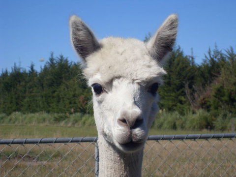 Kingfisher House - Tourism Bookings NZ 8