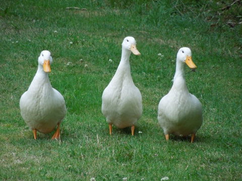 Kingfisher House - Tourism Bookings NZ 13