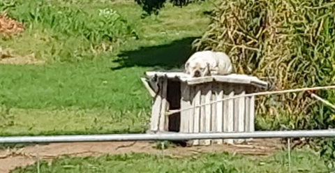 The Dog House - Tourism Bookings NZ 0