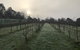 Vineyard Cottages - Kumeu - thumb 2
