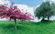 Vineyard Cottages - Kumeu - thumb 1