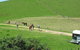 Whananaki Holiday Park - thumb 3