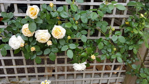 59 Chaucer Apartment - Tourism Bookings NZ 2