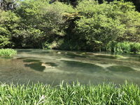 A1 Troutfishing at Tirau