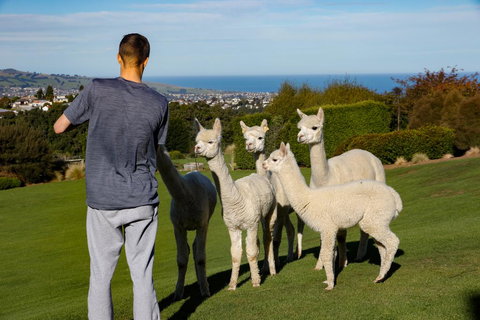 Alpaca Farmstay - Tourism Bookings NZ 0